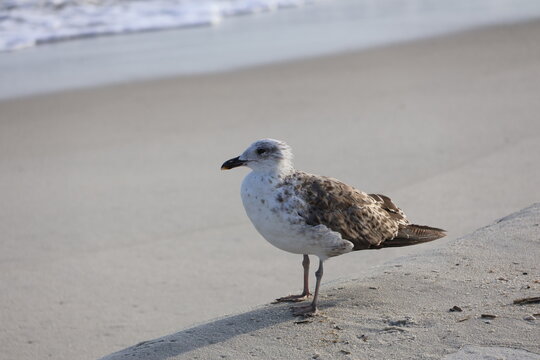 A large white and brown seagull standing on the edge of the shoreline.