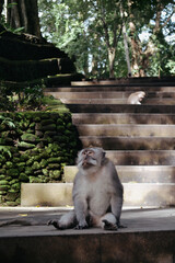 Funny Monkey Sitting on Stairs in Bali © Ірина Бондарчук