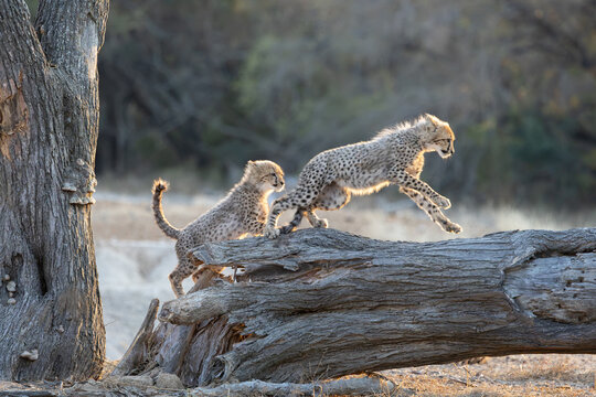 Two cheetah cubs playing on a fallen tree