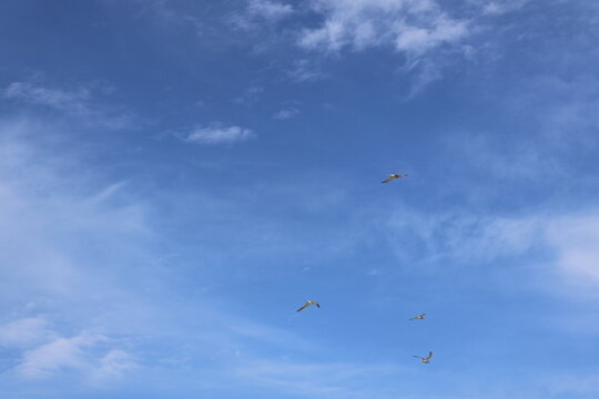 A deep blue sky with streaks of white clouds with birds flying in the distance.