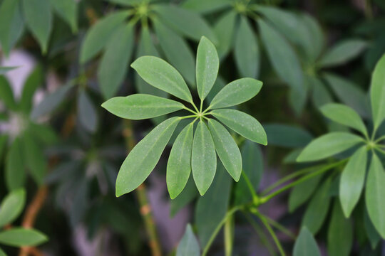 Dwarf umbrella tree (Schefflera arboricola)