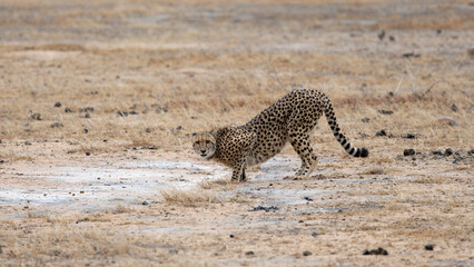 a cheetah drinking water after the rains © Jurgens