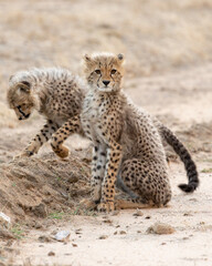 a young cheetah cub on high alert © Jurgens