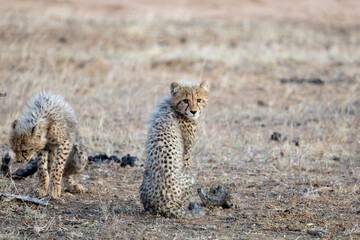 a young cheetah cub on high alert © Jurgens