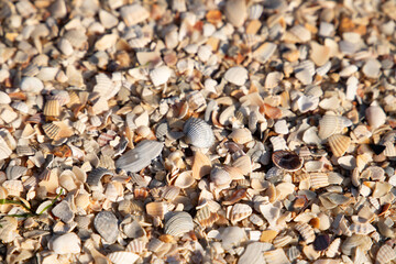 Close up background texture of crushed seashells covering a sandy beach shore © Mariya
