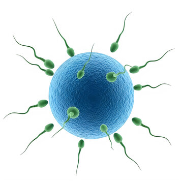 Many sperm cells swimming towards a human egg cell for fertility
