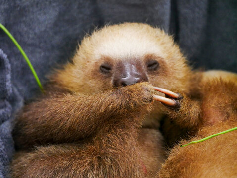 The face of a Hoffmann's two-toed sloth (Choloepus hoffmanni), photographed at the Jaguar Rescue Center in Puerto Viejo de Talamanca.
