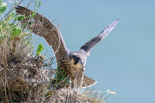 Peregrine falcon (Falco peregrinus) Juvenile