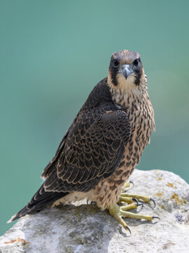 Peregrine falcon (Falco peregrinus) Juvenile
