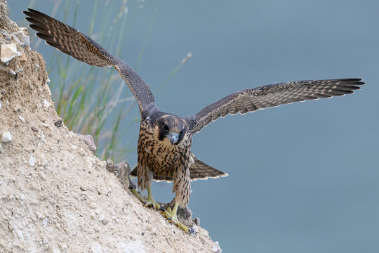 Peregrine falcon (Falco peregrinus) Juvenile