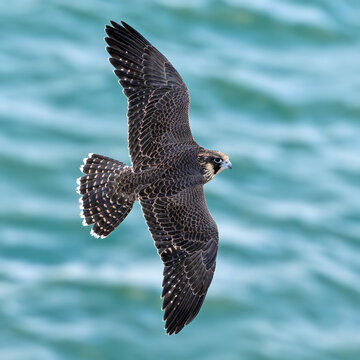 Peregrine falcon (Falco peregrinus) Juvenile