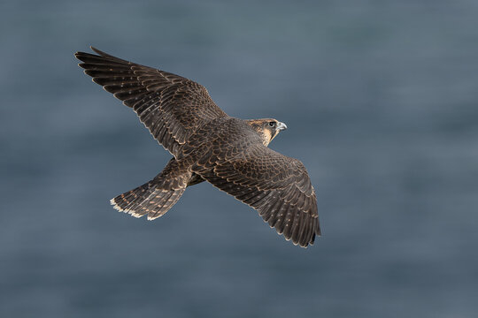 Peregrine falcon (Falco peregrinus) Juvenile