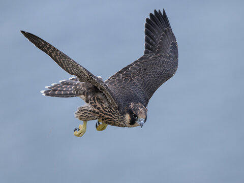 Peregrine falcon (Falco peregrinus) Juvenile