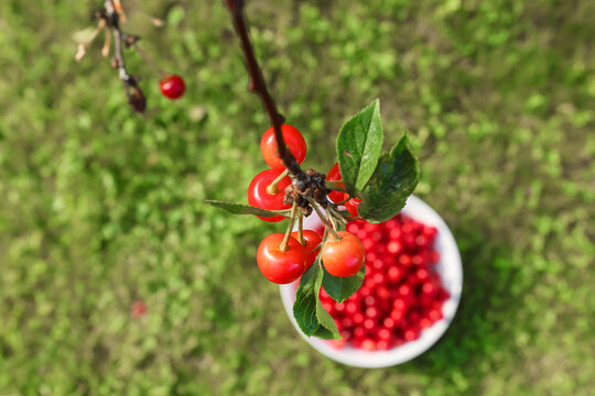 A white plate with freshly picked ripe cherries on a green lawn in the garden.