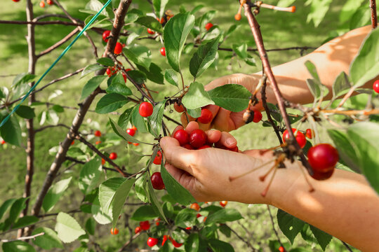 A person's hand picks a ripe red cherry from a tree branch in a garden.