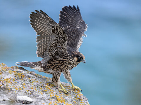 Peregrine falcon (Falco peregrinus) Juvenile