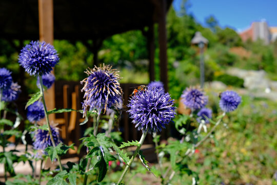 Echinops, parfois appel&eacute;s oursins ou chardon-boule bleu 