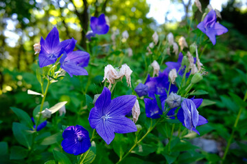 Campanule à grandes fleurs dans le jardin © Pascal Huot