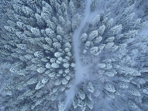 View from above of the fores full of snow in winter time. Carpathian Mountains, Romania