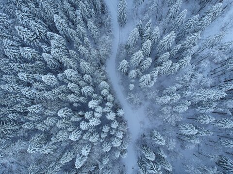 View from above of the fores full of snow in winter time. Carpathian Mountains, Romania