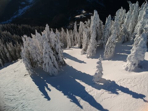 View from above of the fores full of snow in winter time. Carpathian Mountains, Romania