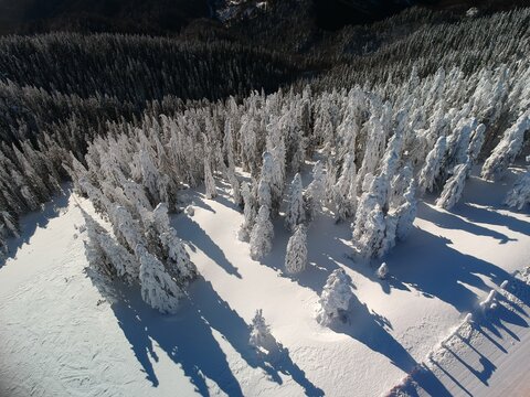 View from above of the fores full of snow in winter time. Carpathian Mountains, Romania