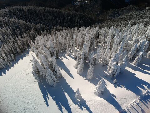 View from above of the fores full of snow in winter time. Carpathian Mountains, Romania