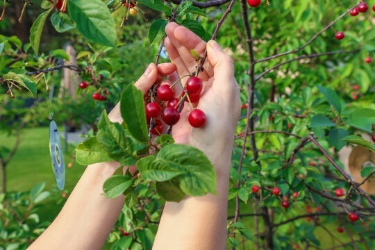 A person's hand picks a ripe red cherry from a tree branch in a garden.