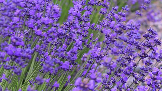Close-up of lavender bushes. Purple lavender flowers