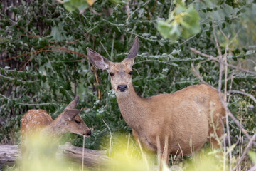 Obraz premium Mule Deer Doe and Fawn in Summer in Colorado