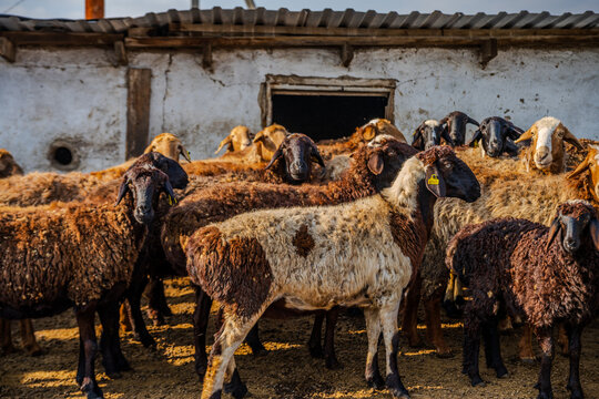 Flock of sheep in Karaganda