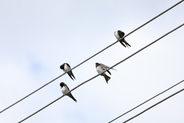 Obraz premium Flock of swallows perched on utility wires beneath drifting clouds
