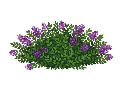 Low Flowering Border Bush with Purple Blooms &ndash; Landscape Botanical Illustration