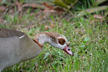 Egyptian goose feeding on grass in natural habitat © Shahrokh