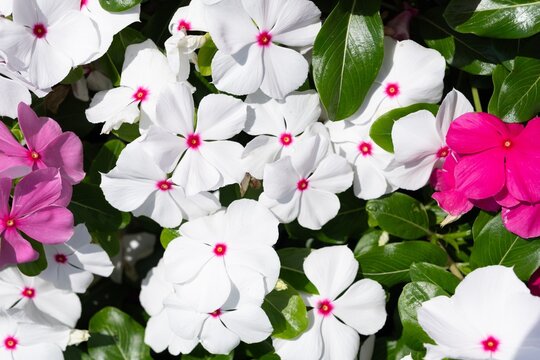Close-up of white and pink Madagascar periwinkle flowers blooming in sunny garden