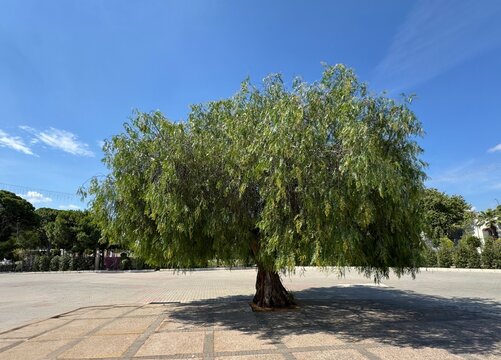 Schinus molle, known as Peruvian pepper tree or California pepper tree, displays graceful weeping foliage and delicate flower clusters, creating lush evergreen landscape under bright natural sunlight.