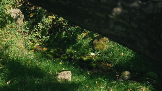 Moss-covered spring water with a thick tree trunk illuminated by strong sunlight