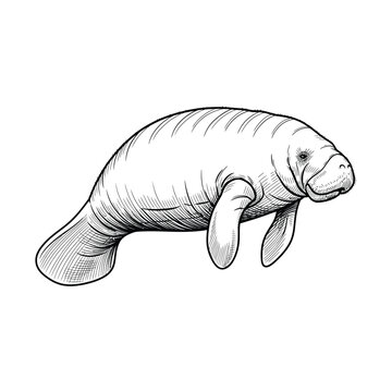 Detailed black and white line art illustration of a manatee, showcasing its gentle aquatic form with intricate shading and contours.