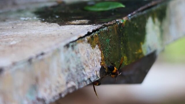 Wasp crawls along the edge of a mossy weathered stone ledge outdoors.
