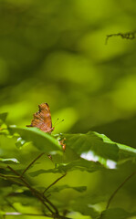 Small brown butterfly perched on a green leaf with a blurred forest background. © Pavol