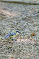 Blue tit searching for food on the forest floor © Pavol