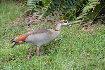 Egyptian goose standing on green grass in natural habitat © Shahrokh