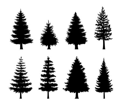 Vector set of black silhouettes of coniferous trees on white background