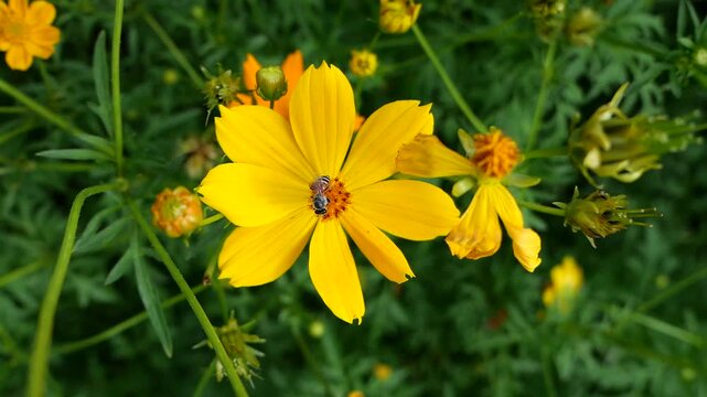 Honey bee forging for food at sulfur cosmos field