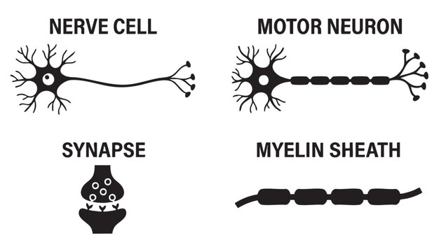 Neural Anatomy Icon Set With Nerve Cells Motor Neuron Synapse And Myelin Sheath For Medical Science