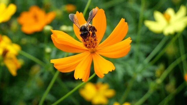 Honey bee drinking nectar