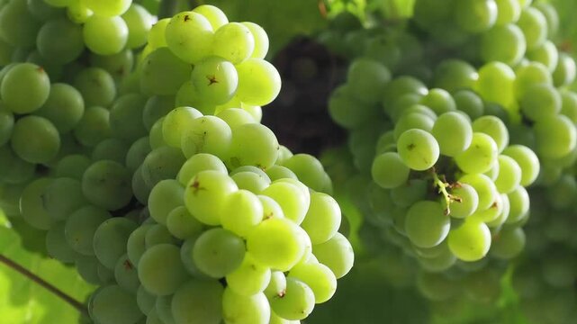 Plump translucent green grapes hang from the vine rich in vitamins and powerful antioxidants these grapes support heart health and hydration.