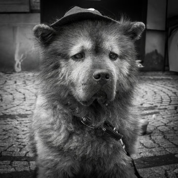 A fluffy Chow with a hat on looking sad