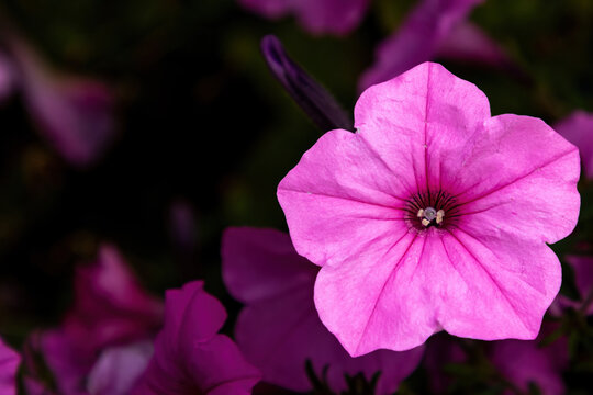 A pink Petunia Flower