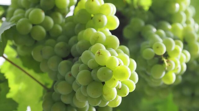 Plump translucent green grapes hang from the vine rich in vitamins and powerful antioxidants these grapes support heart health and hydration.